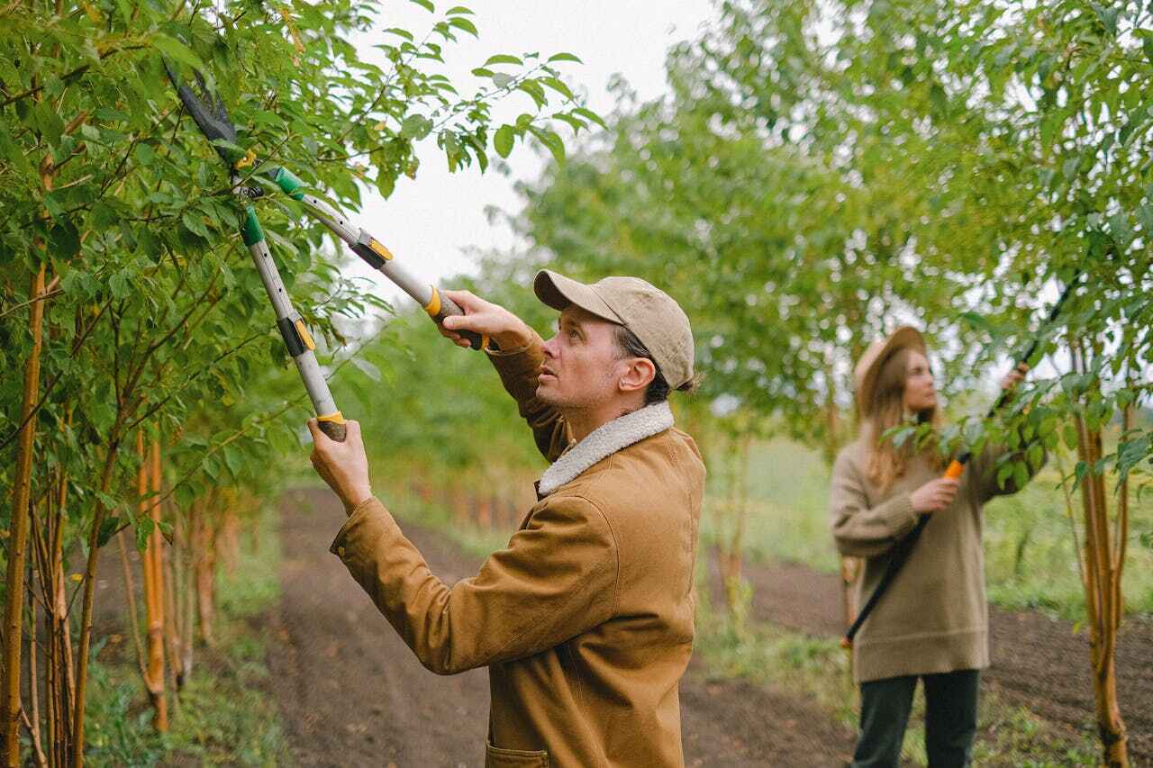 Trusted Parkland, FL Tree Service Experts